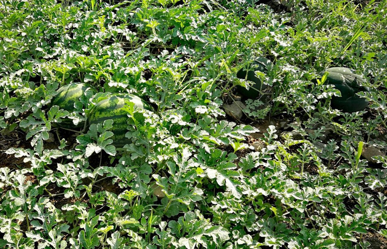 Agropensiunea Valea Fagilor Luncavita Экстерьер фото